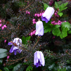 F-Anemone-bei Regen.jpg